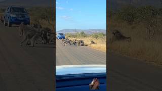 Leopard has allbaboons fight 😅😍leopardmonkeyshorts fightingbaboonsternding viralviralvideo [upl. by Eveam612]