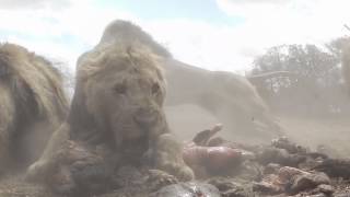 Lions Feeding  Antelope Park 2 [upl. by Larcher275]