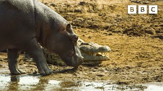 Hippos take on crocodiles for best sunbathing spot  Serengeti  BBC [upl. by Eilyab]