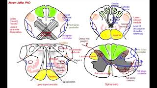 Medulla oblongata simplified sections of internal structure [upl. by Harikahs]