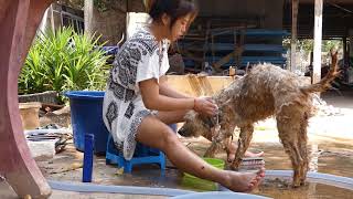 Amazing Smart dogs playing with Lady at Garden how to play with cute dogs and lady 18 [upl. by Luapnhoj130]