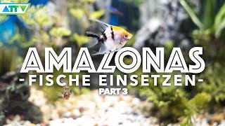 AMAZONAS Fische richtig in das Aquarium einsetzen  HOW TO [upl. by Nichol398]