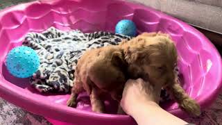 Cavapoo Puppy Summer [upl. by Diannne80]