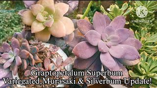 Graptopetalum SuperbumVariegated Silverbum amp Murasaki Lowland Update [upl. by Erdei]