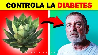 Cuáles Son Los Beneficios Del Agave Para Que Sirve [upl. by Xonel]