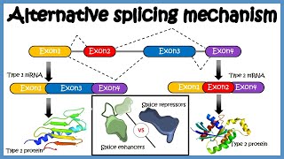 Alternative splicing  mechanism and its regulation [upl. by Veronica]