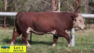 Lot 1 SKST881 Karoonda Herefords 2024 [upl. by Naerda]