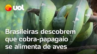 Cobrapapagaio brasileiras descobrem que serpente se alimenta de aves veja vídeo [upl. by Mariano]