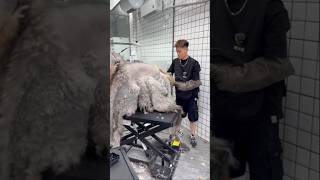 Aggressive dog cleaning part 10 groomed cats pets dog [upl. by Drabeck]