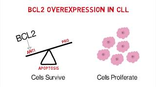 CLL Whiteboard 3 Mechanisms of Action of AntiApoptotic BCL2 Inhibitors [upl. by Yessydo]