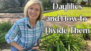 Daylilies and How to Divide Them [upl. by Amrac]