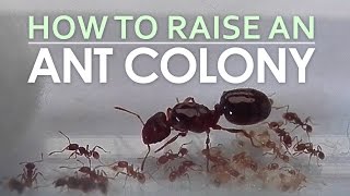 Grounded ULTIMATE Ant Queen Guide All Recipes and Locations [upl. by Shandie]