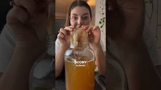 Moja scoby ☺️ kombucha scoby recept [upl. by Nev]