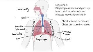 AQA GCSE  B45 Respiratory system OVERVIEW [upl. by Hanae]