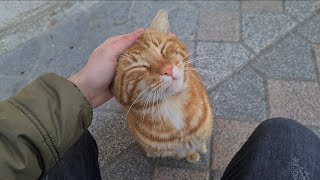 Incredibly Loving Orange Cat Meows For Food [upl. by Albion]