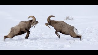 Bighorn rams fight and head butting [upl. by Gnoh]