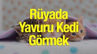 Rüyada Yavru Kedi Görmek Nasıl Yorumlanır Rüyada Yavru Kedi Ölüsü [upl. by Nannek]