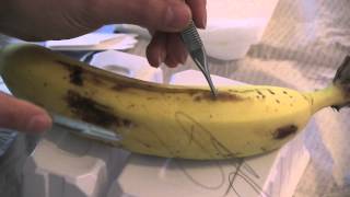 How to Suture [upl. by Murielle]