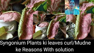 Syngonium leaves curling problem Reasons with solutiongardeningwithgeetkumar [upl. by Craddock]