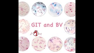 HistologyGastrointestinal Tractamp Blood VesselsGITamp BV [upl. by Burner]