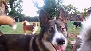 Dogs playing outside GUARANTEED to make you smile Most watched video top let your dog listen [upl. by Oremo]