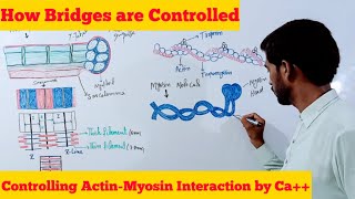 How Bridges are Controlled  Actin Myosin interaction  12th Biology  Ch16 Lecture 15 [upl. by Ahsim]