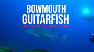 Bowmouth Guitarfish  Hallaniyat Islands  Oman Aggressor [upl. by Inverson]