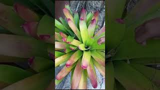 Bromelia Saudaranya Nanas [upl. by Daenis]