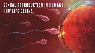 Sexual Reproduction in Humans How Life Begins  Animated Educational Video [upl. by Nadroj695]