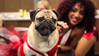 Doug The Pug  Special Guest at a Chicago Bulls Game [upl. by Hna]