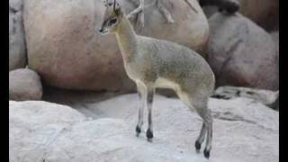 KLIPSPRINGER verkent Kopjeverblijf in Krokodillenrivier in Diergaarde Blijdorp Rotterdam [upl. by Reine]