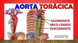 🥇 Anatomía de La AORTA TORÁCICA Relaciones Ramas Fácil Explicación [upl. by Berthoud410]