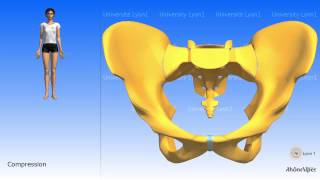 Arthrology of the pelvis the symphysis pubis [upl. by Kaliski34]