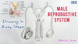 How to draw male reproductive system in easy steps cbse 12th Biology  NCERT class 12  science [upl. by Cosme695]