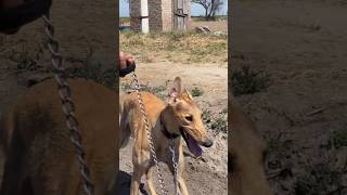 Greyhound racing dog shikari kutt [upl. by Schoening]