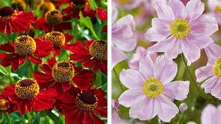 How to Plant Heleniums and Anemones Summer Garden Guide [upl. by Ggerc]