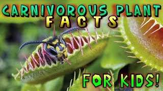 Carnivorous Plant Facts for Kids [upl. by Zimmer789]