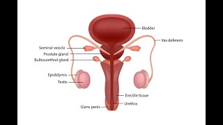 Male Reproductive System Overview  Merck Manual Consumer [upl. by Euqnomod]