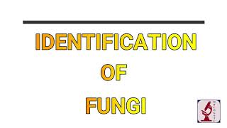 Identification of Fungi [upl. by Aehtla400]