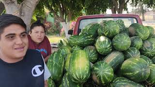 Los primeros guamúchiles y sandías en San Pedro Cahro buenísimo Cotidiano399 [upl. by Selby]