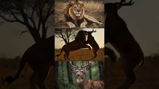 lion attacks deer  predator and prey  explore the wild world [upl. by Ainoz]