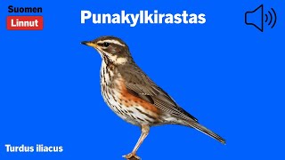 Punakylkirastas  Turdus iliacus  Redwing  rödvingetrast  TURILI [upl. by Eizzil]