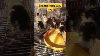 Sedang luculucunya moscovyduck [upl. by Eirak]