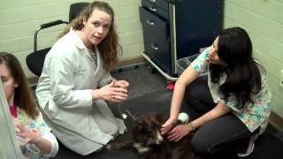 Canine Hearing Test at UCs FETCHLAB [upl. by Norby]