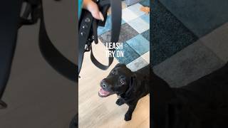 Fenrir Leash Try On 🐾 [upl. by Sybyl878]