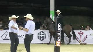 TALENTO DE CACAGUAL GRAN CAMPEON RESERVADO TROCHA Y GALOPE EXPO SUCRE SINCELEJO GRADO A 2024 [upl. by Nigel]