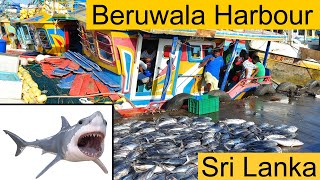 Beruwala Harbour is the Biggest Fish Market in Sri Lanka tuna shark [upl. by Lemert257]