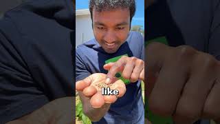 🌱 Hydroponics growing system கிச்சன் counter டாப்பில் [upl. by Ramar]