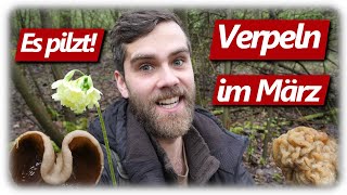 Pilze ohne Ende  Verpeln in Massen statt Morcheln Auwald Tour  5 Arten im März [upl. by Oinafipe]