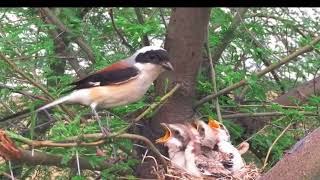 BURUNG PENTET BURUNG PREDATOR KEJAM MEMBER MAKAN ANAKNYA DI SARANG [upl. by Rowland]